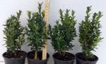 Buxus – Krušpán 20/30 v9