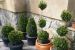 Buxus – Krušpán 20/30 v9 obrázok 2