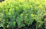 Buxus – Krušpán 20/30 v9 – fotka 2