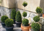 Buxus – Krušpán 20/30 v9 – fotka 3