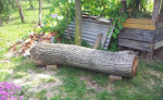 Orechove drevo, kmeň – fotka 2