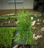 Thuja occidentalis &amp;quot; Smaragd&amp;quot; 20-30cm – fotka 2