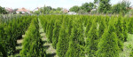 Tuja Smaragdova Thuja Smaragd – fotka 2