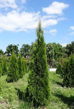 Tuja Smaragdova Thuja Smaragd – fotka 3