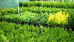 Tuje Smaragd a rýchlorastúce tuje Brabant – fotka 3