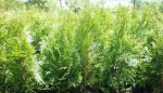 Tuje Smaragd a rýchlorastúce tuje Brabant – fotka 4