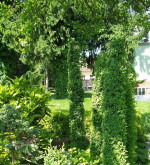 Okrasné kríky - výpredaj – fotka 2