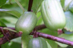 Predám kiwi – fotka 4