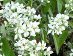 Predám Amelanchiér – fotka 4