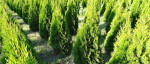 Tuja Smaragd Smaragdova tHUJA – fotka 2