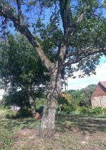 orechové drevo – fotka 2